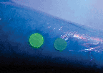 Imagen: El vendaje brilla bajo la luz UV, cuando detecta infección (Fotografía cortesía de la Universidad de Bath).